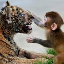 baby rhesus macaque and a tiger cub