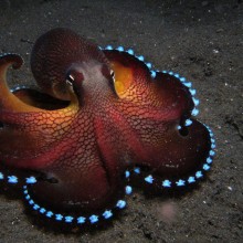blue glowing coconut octopus