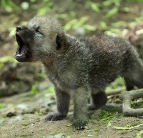 howling arctic wolf cub