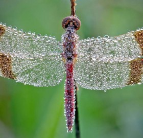 morning dew on a dragonfly
