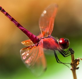 pink dragonfly
