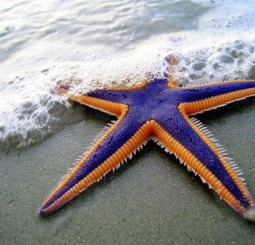 purple and orange starfish