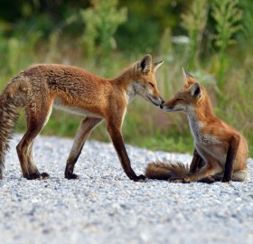 red fox bonding