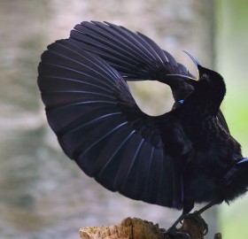 victoria`s riflebird attracting females
