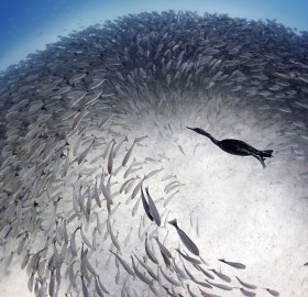 circling shoal of fish, sea of cortez, mexico