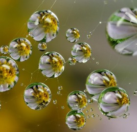 flowers reflected in dew drops