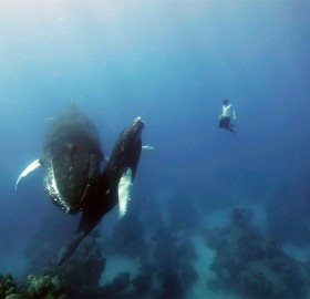 free diving with humpback whales