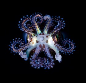 glowing bobtail squid
