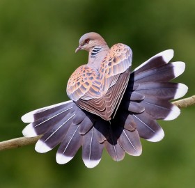 heart shaped pigeon