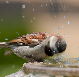 photo of sparrow taken at the right moment