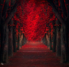 red maples trees path