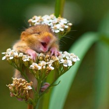 the happiest mouse in the world
