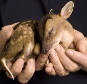 tiny baby deer seeping in a man`s hands