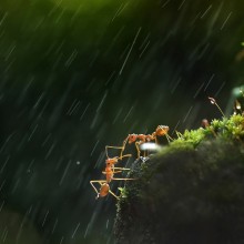 two ants help one another