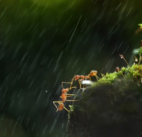 two ants help one another