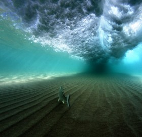 fish under the wave