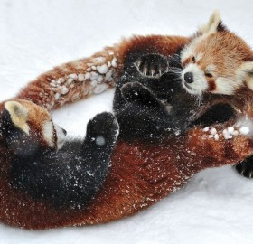 adorable red pandas playing in snow