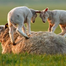 lambs playing on mother sheep