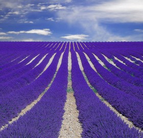 purple fields of lavender, france