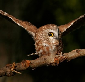 small cute northern Saw-Whet owl