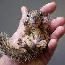 squirrel in my hand