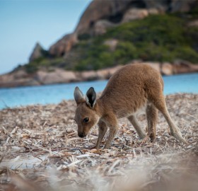 baby kangaroo playing at the beach