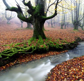 deep in the forest, spain