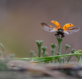 lady bug taking off