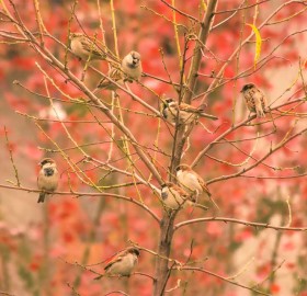 sparrows with maple in background reflecting autumn