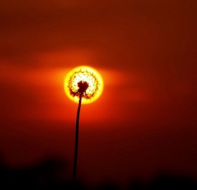 sunset dandelion flower
