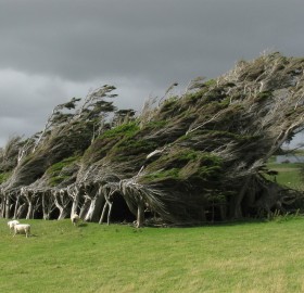 windswept trees, new zealand