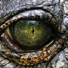 yellow eye of nile crocodile