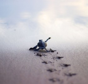 baby turtle running to the sea