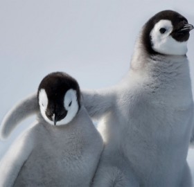 emperor penguin youth hugging
