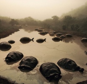 giant tortoises in pond