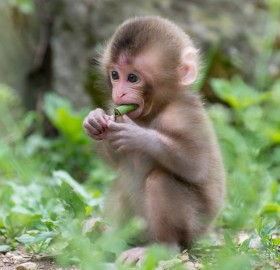 japanese macaque baby monkey