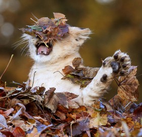 lion cub playing in autumn leaves