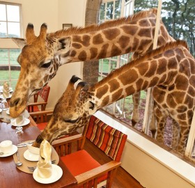 sharing breakfast with giraffes