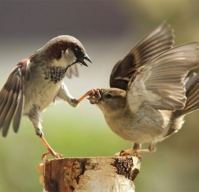 sparrow shuts up his noisy friend