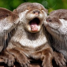 three adorable otters