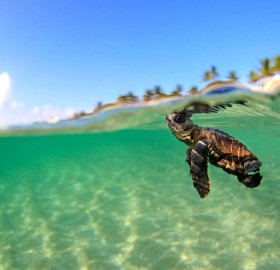 tiny turtle swimming in the ocean, florida