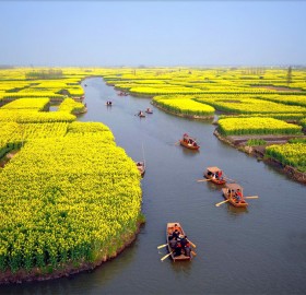 flowering cole fields near xinghua city, china