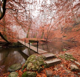 forest bridge