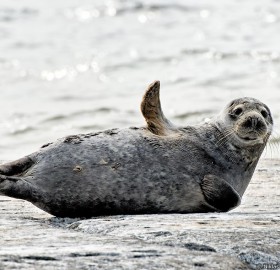 grey seal says hello