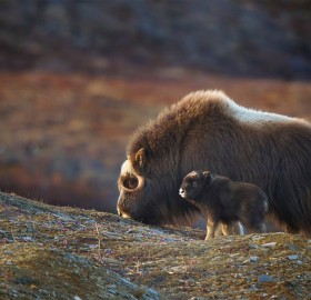 musk ox mom and baby