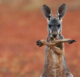 red kangaroo, australia