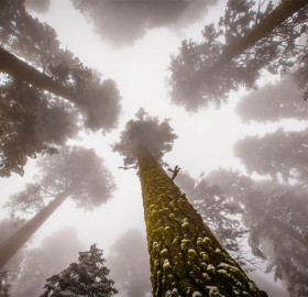 sequoia national park, california