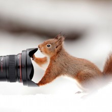 squirrel and a camera