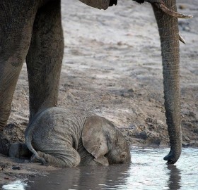 baby elephant drinking water