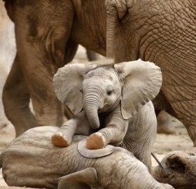 baby elephant massaging his brother